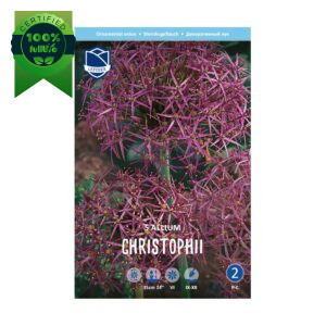 Okrasni luk Christophii (5) - slika 1