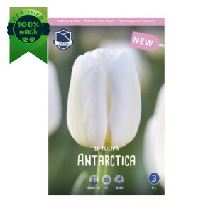 Tulipan Antarctica (10) - slika 1