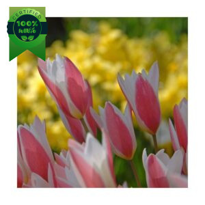 Tulipan Clusiana Lady Jane (20) - slika 1