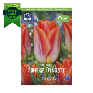 Tulipan Sunrise Dynasty (10) - slika 1
